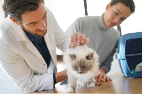 Guapo Veterinario Mirando Hermosa Gato Clínica Con Propietario —  Fotos de Stock