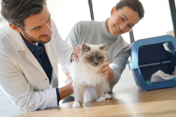 Przystojny Weterynarz Patrząc Piękny Kot Klinika Właściciel — Zdjęcie stockowe