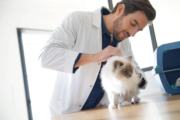 Όμορφος Κτηνίατρος Που Κοιτάζει Την Όμορφη Γάτα Στη Βεπαρριανή Κλινική — Φωτογραφία Αρχείου