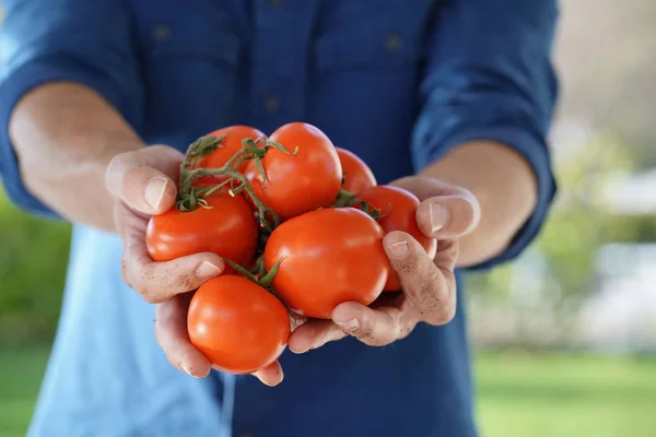 Närbild Lokala Jordbrukarens Händer Som Håller Ekologiska Tomater — Stockfoto
