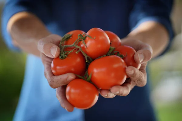 Uzavření Místních Farmářovy Ruky Držící Organická Rajčata — Stock fotografie