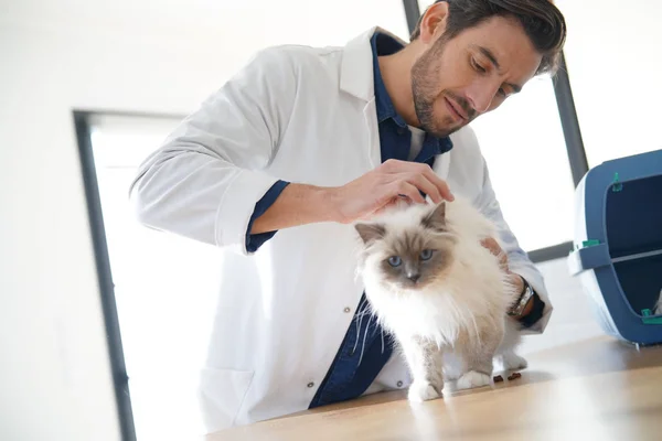 Snygg Veterinär Tittar Vacker Katt Vetinarian Klinik — Stockfoto