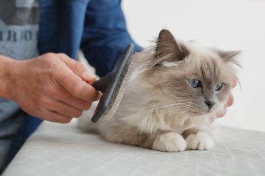 Evde evcil hayvan Sacred Birman kedi fırçalama Adam