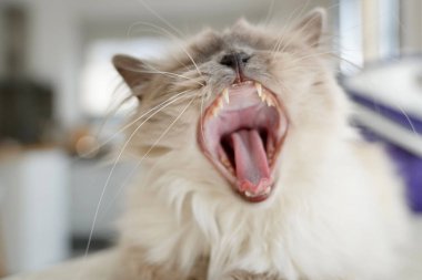 Kutsal Birman kedisinin kapalı mekandaki portresi