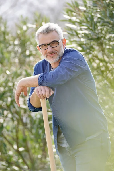 Man Leaning Rake Sunny Garden — Stock Photo, Image