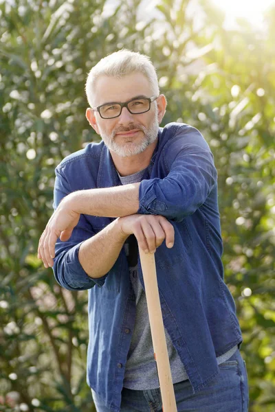 Man Leaning Rake Sunny Garden — Stock Photo, Image