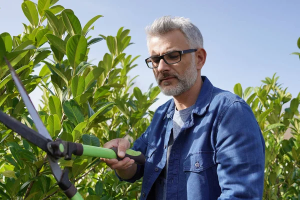 Mann Schneidet Hecke Mit Gartenschere — Stockfoto