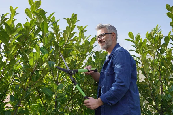 Man Trimmen Hedge Met Tuinieren Rieten — Stockfoto