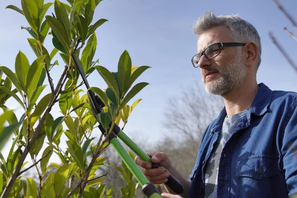 Man Trimmen Hedge Met Tuinieren Rieten — Stockfoto