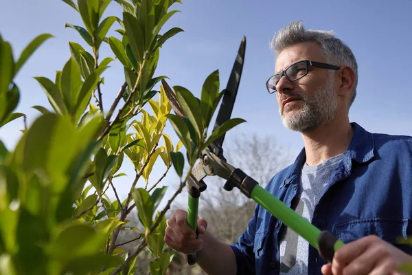 Man Trimmen Hedge Met Tuinieren Rieten — Stockfoto