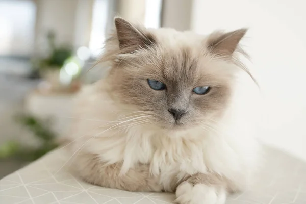 Portrait Sacred Birman Cat Indoors — Stock Photo, Image