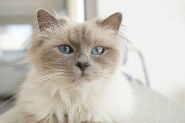 Portrait Sacred Birman Cat Indoors — Stock Photo, Image