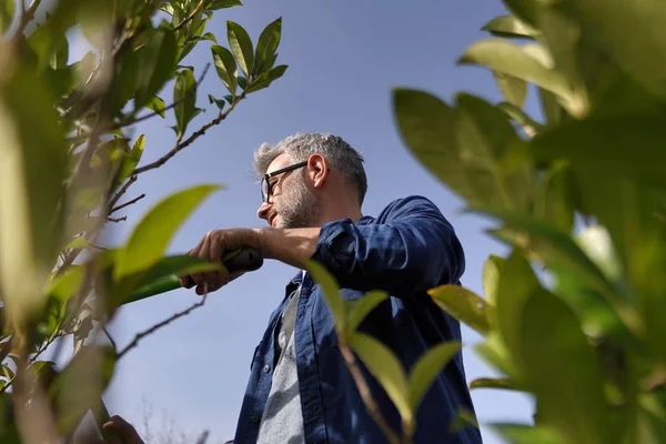 Man Trimmen Hedge Met Tuinieren Rieten — Stockfoto