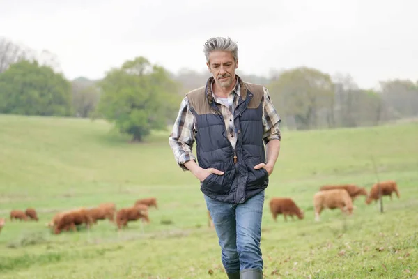 Farmer walking in field with cattle in the background