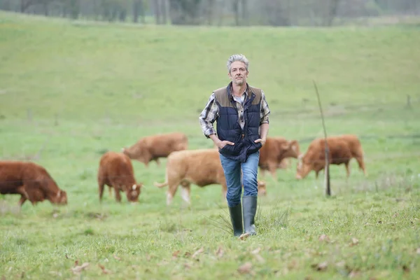 Agricultor Caminhando Campo Com Gado Fundo — Fotografia de Stock