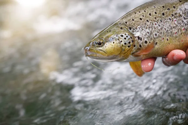 Attraper Une Truite Brune Dans Rivière — Photo