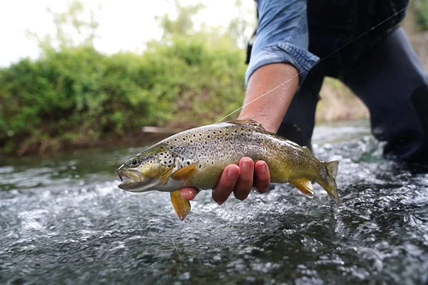 Een Bruine Forel Vangen Rivier — Stockfoto