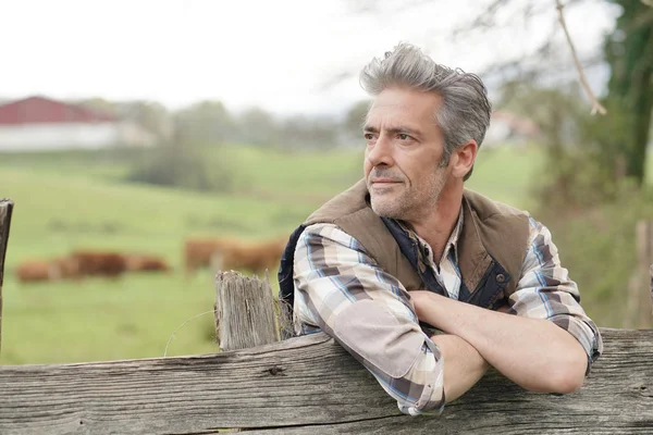 Boer Leunend Hek Het Veld Kijken Uit — Stockfoto