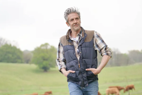 Landwirt Geht Auf Feld Mit Rindern Hintergrund — Stockfoto