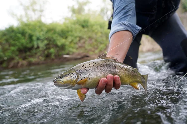 Een Bruine Forel Vangen Rivier — Stockfoto