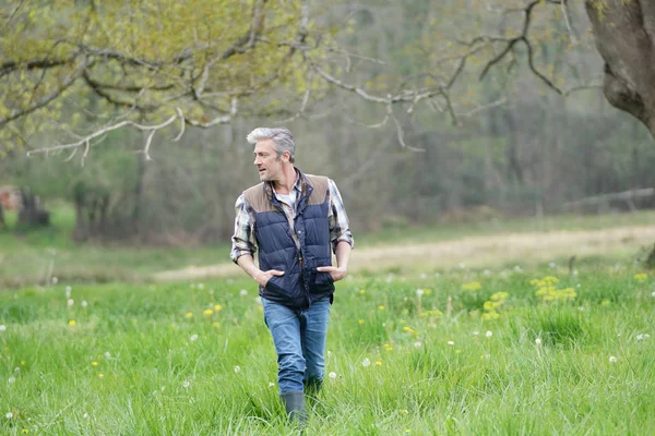 Hombre Maduro Caminando Campo —  Fotos de Stock