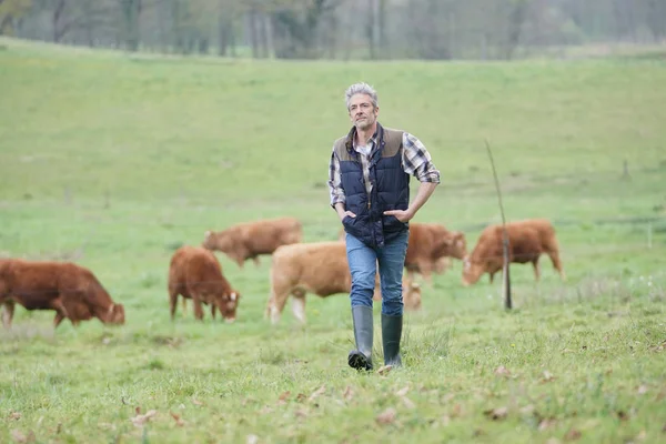 Agricultor Caminando Campo Con Ganado Fondo — Foto de Stock