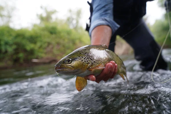 Bachforellen Fluss Fangen — Stockfoto