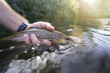 Nehirde kahverengi bir alabalık yakalıyorum.