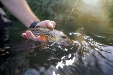 Nehirde kahverengi bir alabalık yakalıyorum.