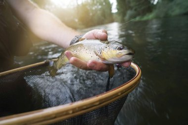 Nehirde kahverengi bir alabalık yakalıyorum.