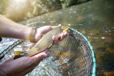 Nehirde kahverengi bir alabalık yakalıyorum.