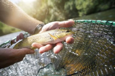 Nehirde kahverengi bir alabalık yakalıyorum.