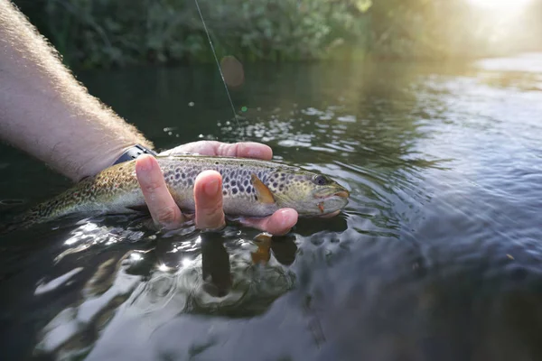 Attraper Une Truite Brune Dans Rivière — Photo