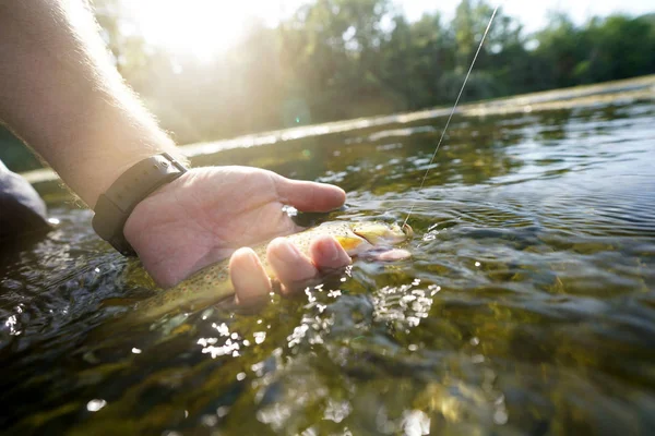 Catching Brown Trout River — Stock Photo, Image