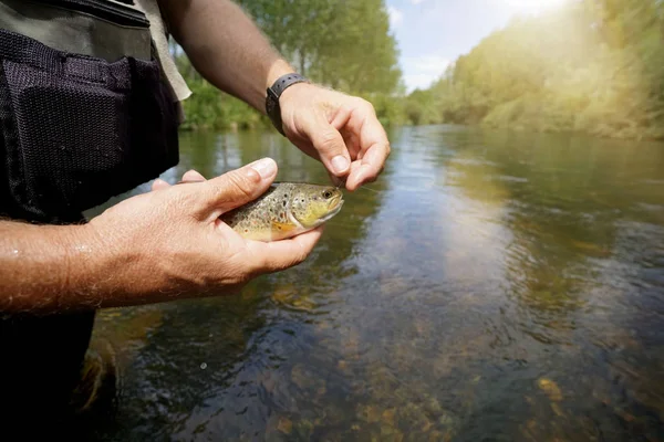 Catch Brown Trout River — стоковое фото