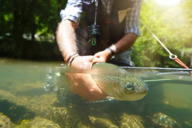 Yazın uçan balıkçı dağ nehrinde balık tutan gökkuşağı alabalığını yakalıyor.