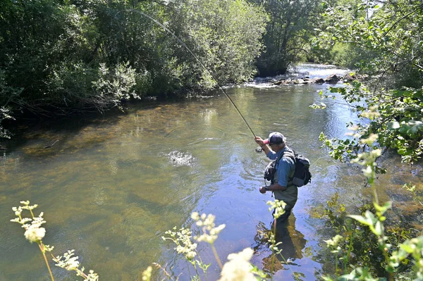 Pescador Mosca Verão Que Captura Pesca Marrom Truta Rio Montanha — Fotografia de Stock