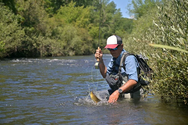 Pescador Mosca Verão Que Captura Pesca Marrom Truta Rio Montanha — Fotografia de Stock