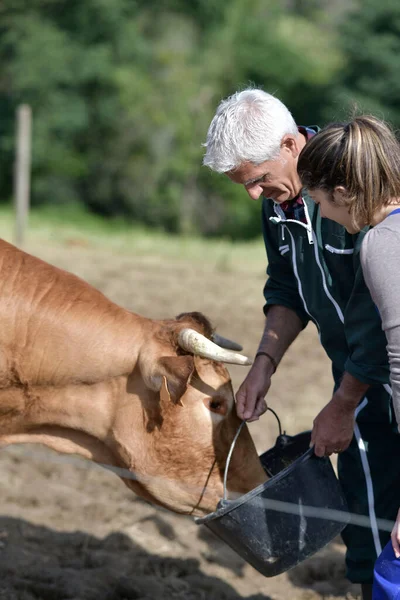 Farmář Ukazuje Učedníka Krmení Krav — Stock fotografie