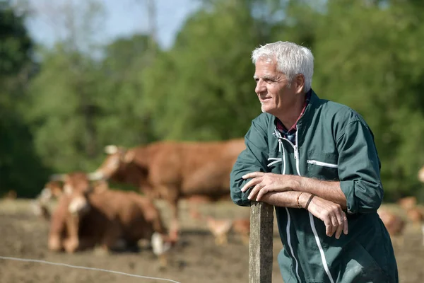 Agricoltore Appoggiato Alla Recinzione Bovini Sullo Sfondo — Foto Stock