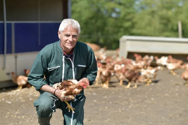 Farmer Holding Hen Farm Yard — Stock Photo, Image