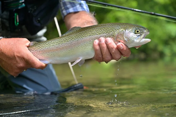 beautiful rainbow trout caught by fly by a sport fisherman