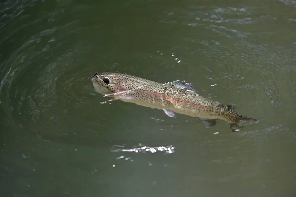 Beautiful Rainbow Trout Gobbling Clear River — Stock Photo, Image