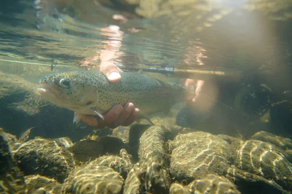 Pesca Mosca Estate Cattura Una Trota Iridea Pesca Fiume Montagna — Foto Stock