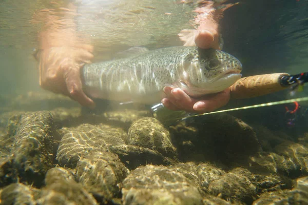 fly fisherman in summer catching a rainbow trout fishing in a mountain river