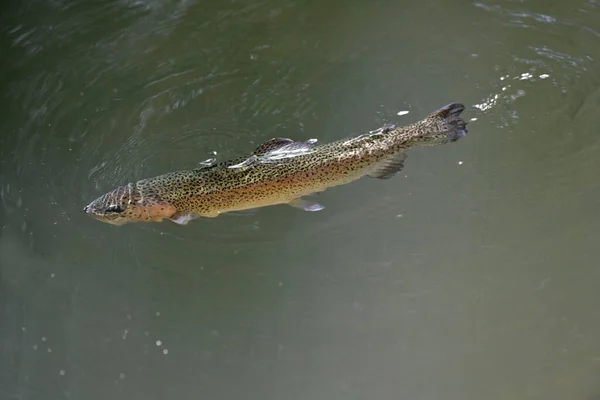 Beautiful Rainbow Trout Gobbling Clear River — Stock Photo, Image