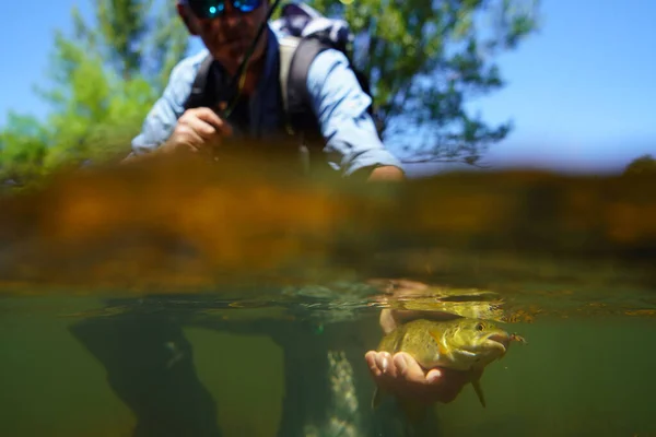 Fly Fisherman Summer Catching Brown Trout Fishing Mountain River — Stock Photo, Image