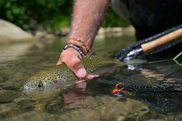 Pescador Mosca Verano Captura Una Trucha Arco Iris Pesca Río — Foto de Stock