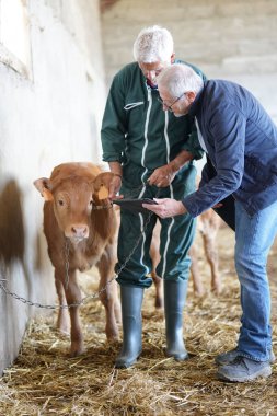 Ahırda mali danışmanla üretici toplantısı. 