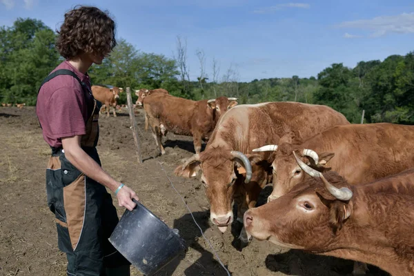 Aprendiz Agricultor Que Alimenta Gado Cemitério — Fotografia de Stock